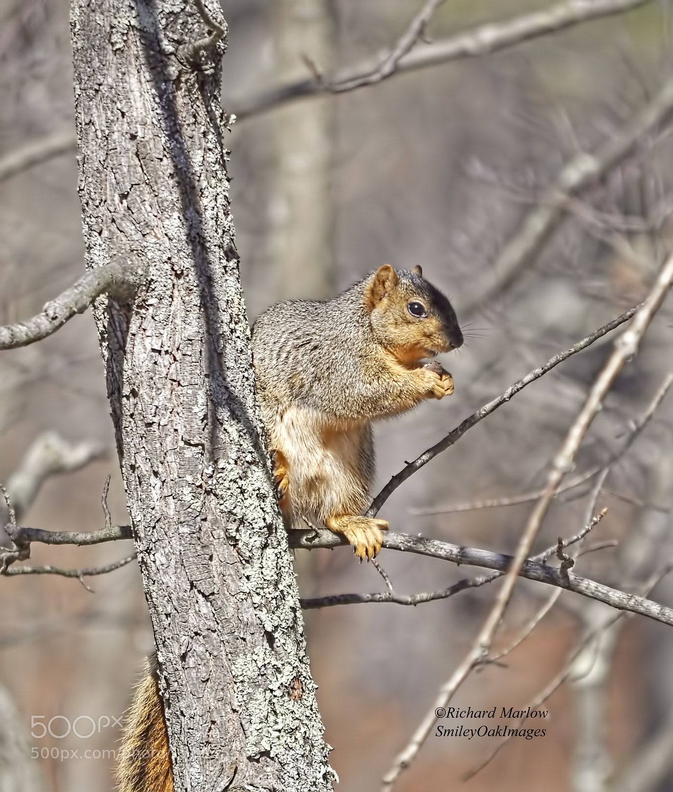 Nikon D5000 sample photo. Fox squirrel photography