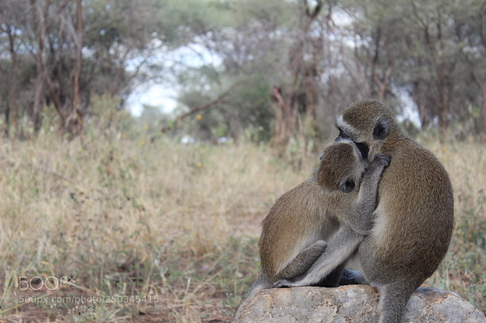 Canon EOS 600D (Rebel EOS T3i / EOS Kiss X5) sample photo. Love in tarangire photography