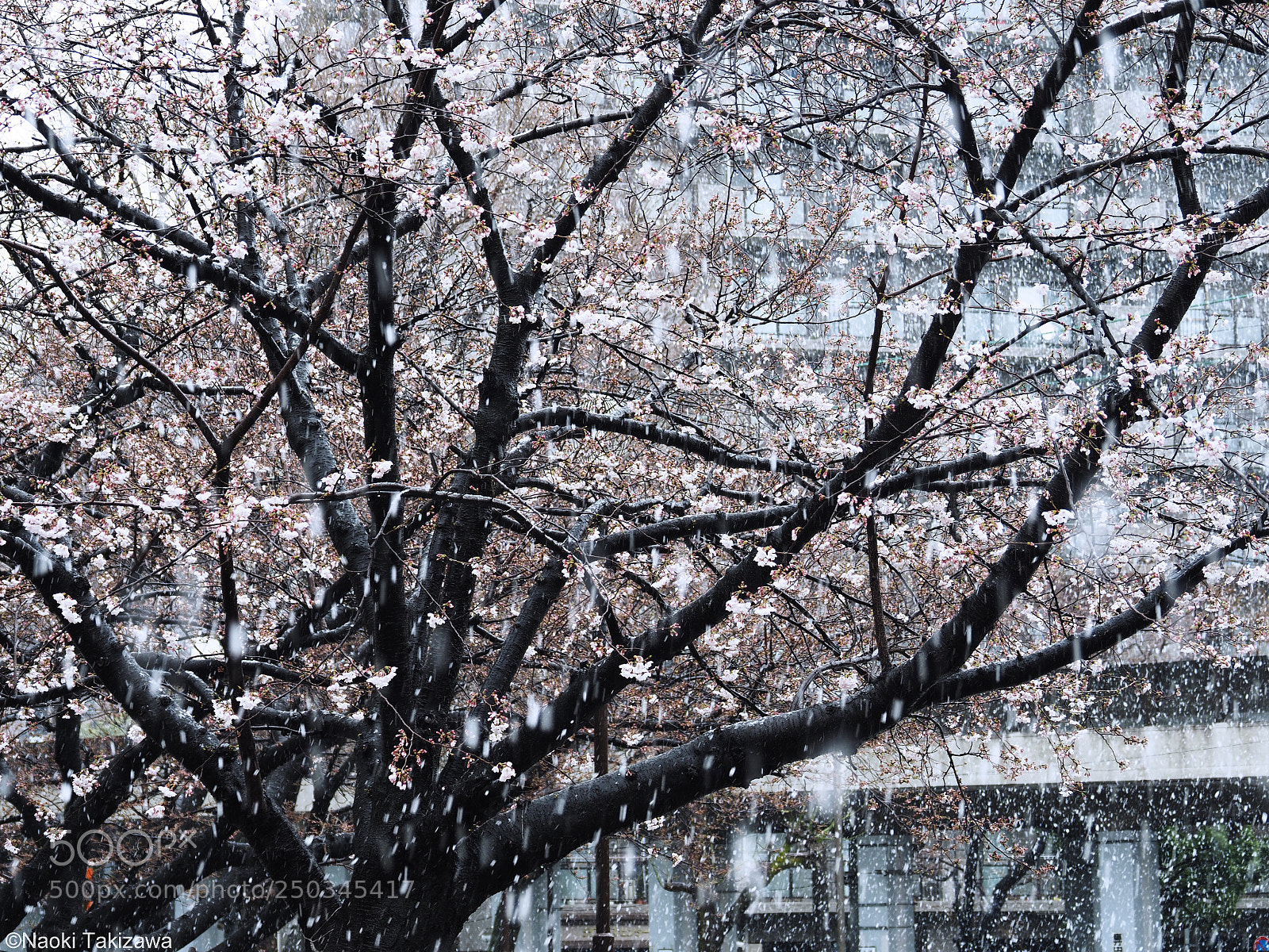 Olympus OM-D E-M1 Mark II sample photo. Early spring photography