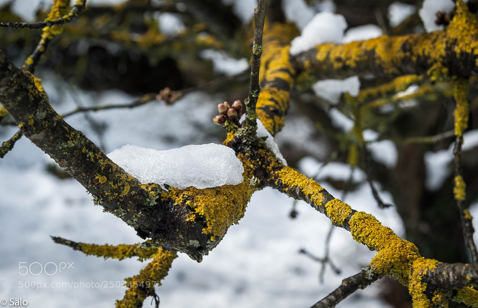 Nikon D700 sample photo. Rama con nieve photography