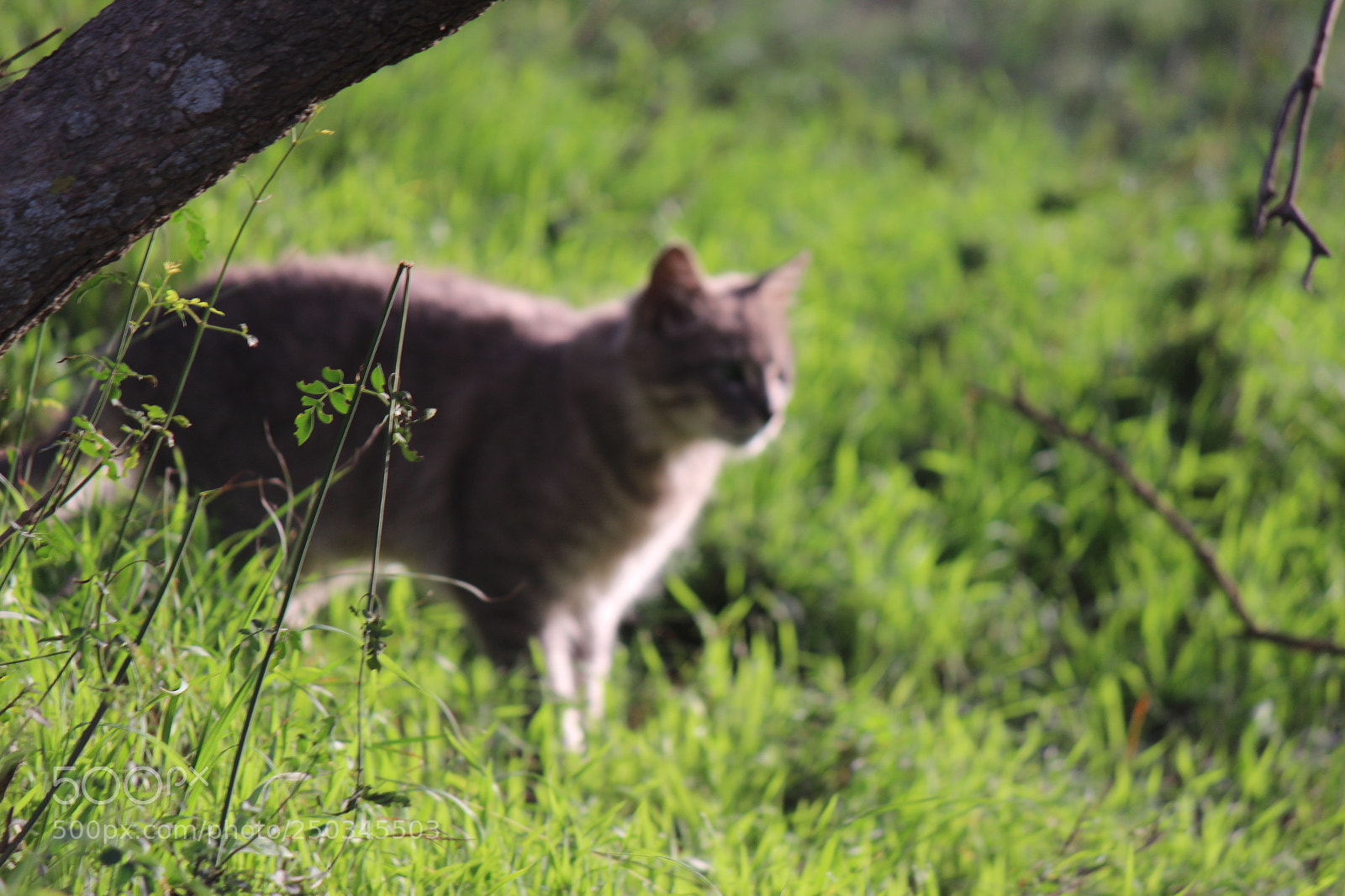 Canon EF-S 55-250mm F4-5.6 IS II sample photo. Img photography
