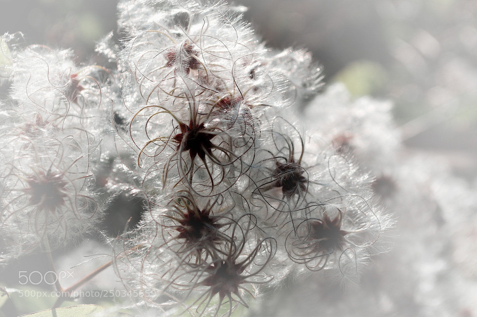 Nikon D5000 sample photo. Fluffy photography
