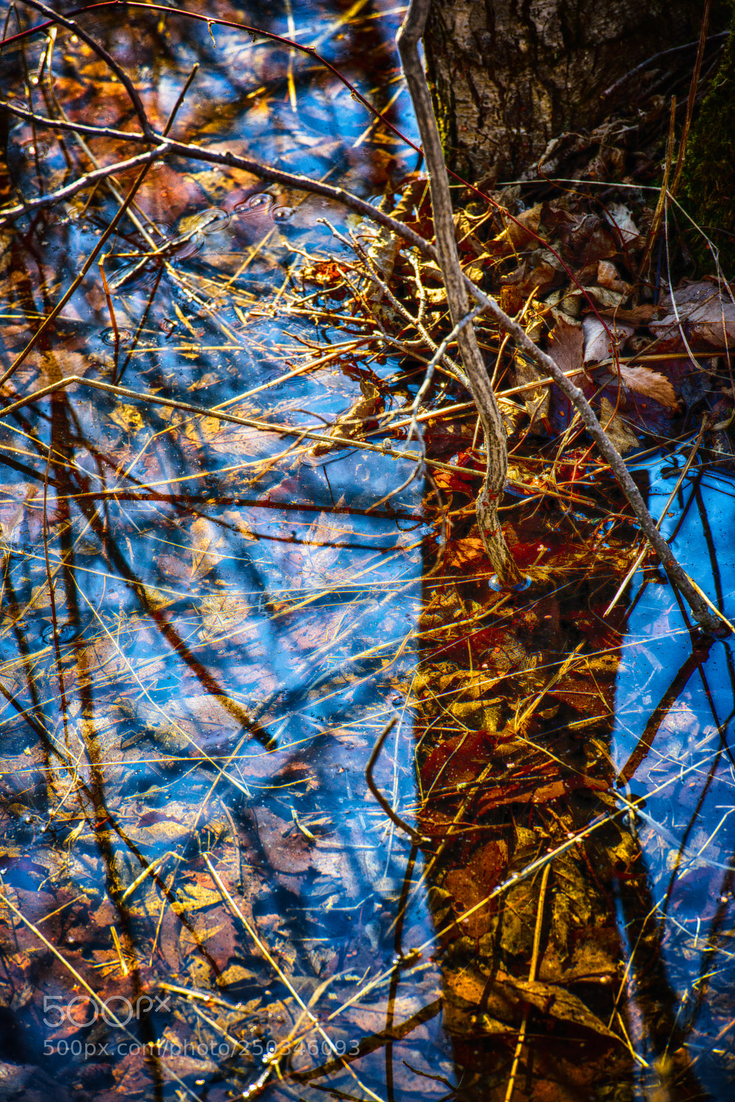 Nikon D810 sample photo. Reflection photography