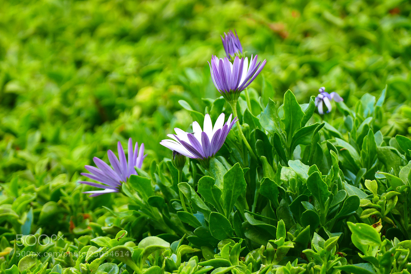 Panasonic Lumix DMC-FZ1000 sample photo. 那些花儿 photography