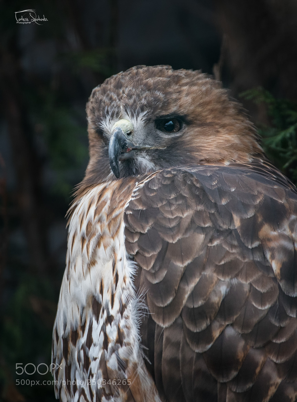 Nikon D750 sample photo. The red-tailed hawk buteo photography