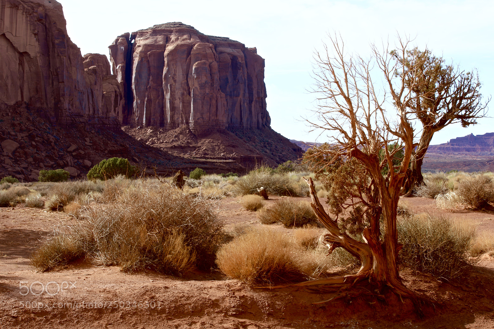 Canon EOS 5D Mark IV sample photo. Dead tree photography
