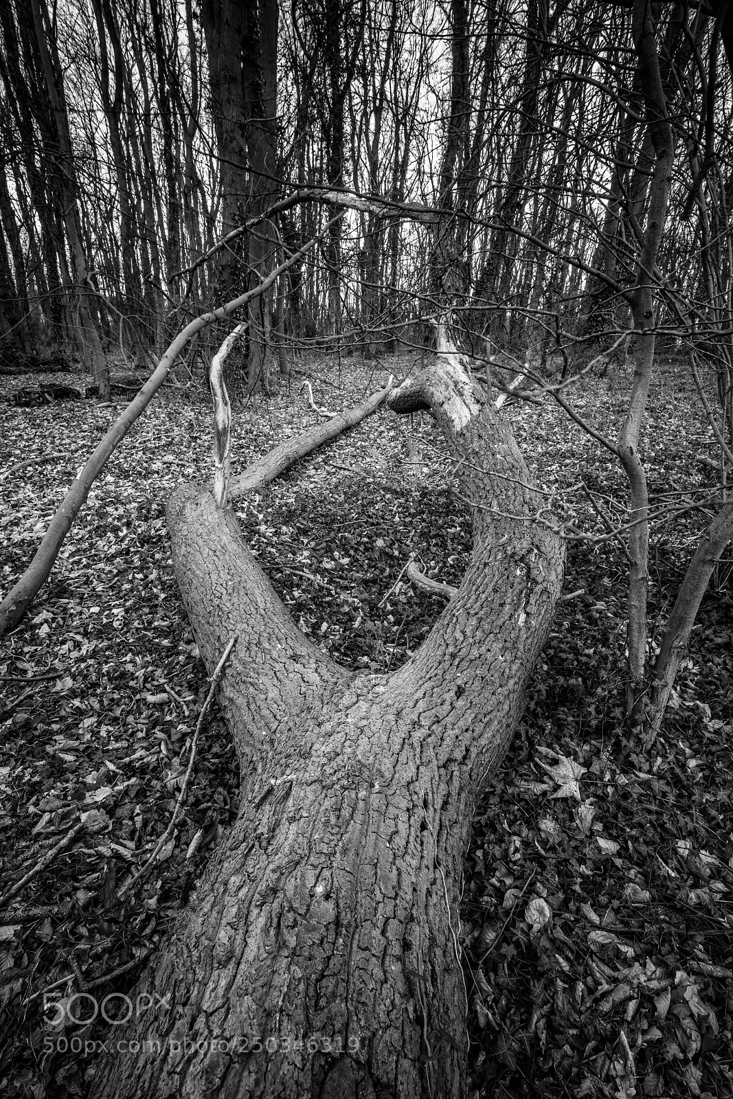 Sony a7R II sample photo. Fallen photography