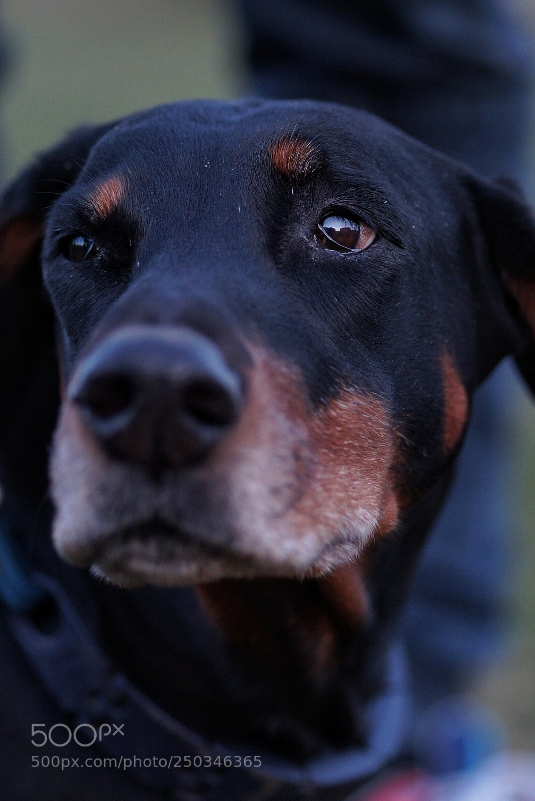 Sony SLT-A58 sample photo. Doberman photography