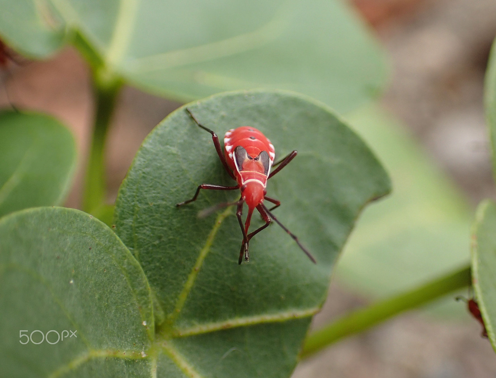 Olympus TG-3 sample photo. Nettoyage de rostre photography