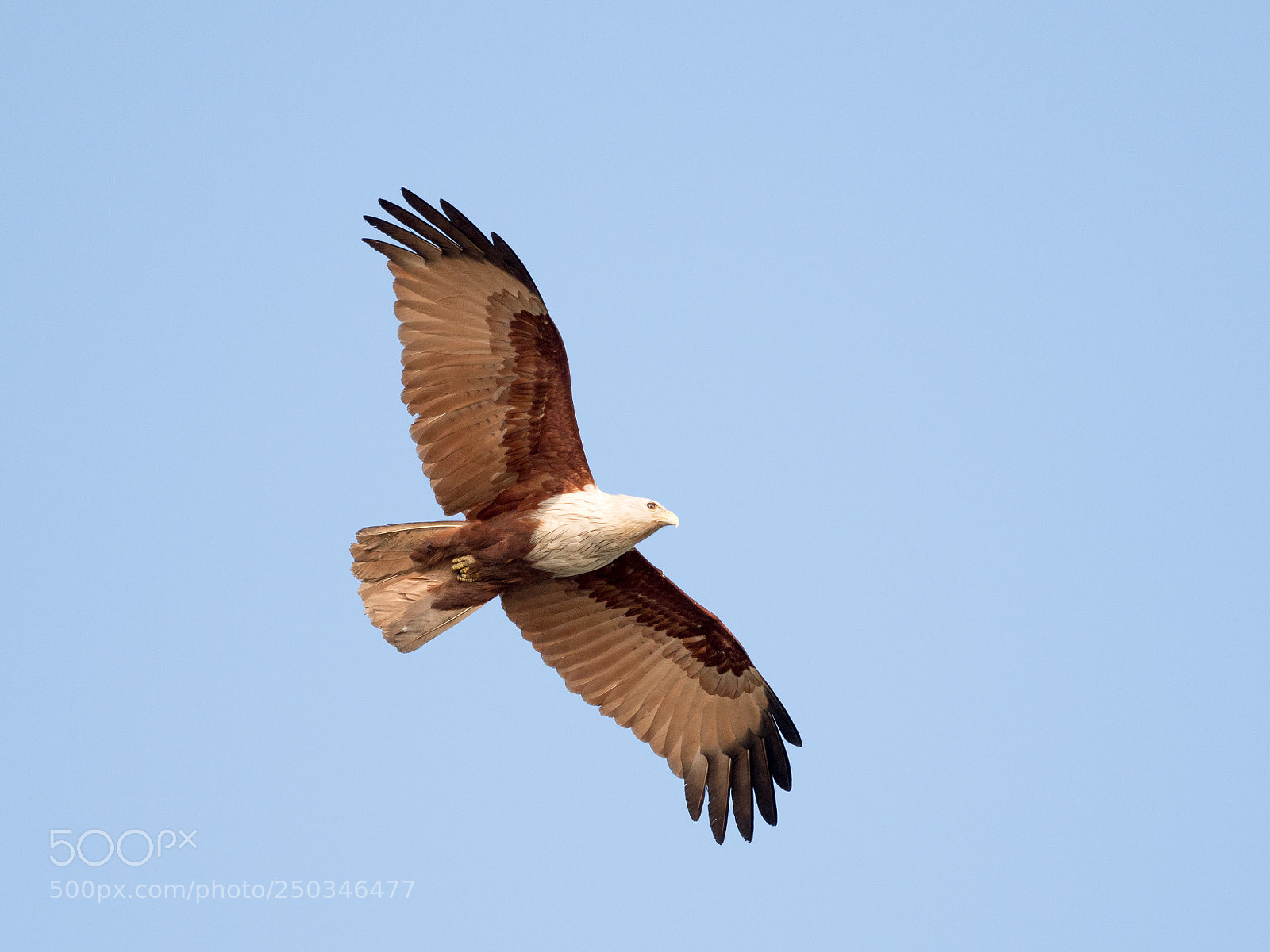 Olympus OM-D E-M1 Mark II sample photo. Brahminy kite photography