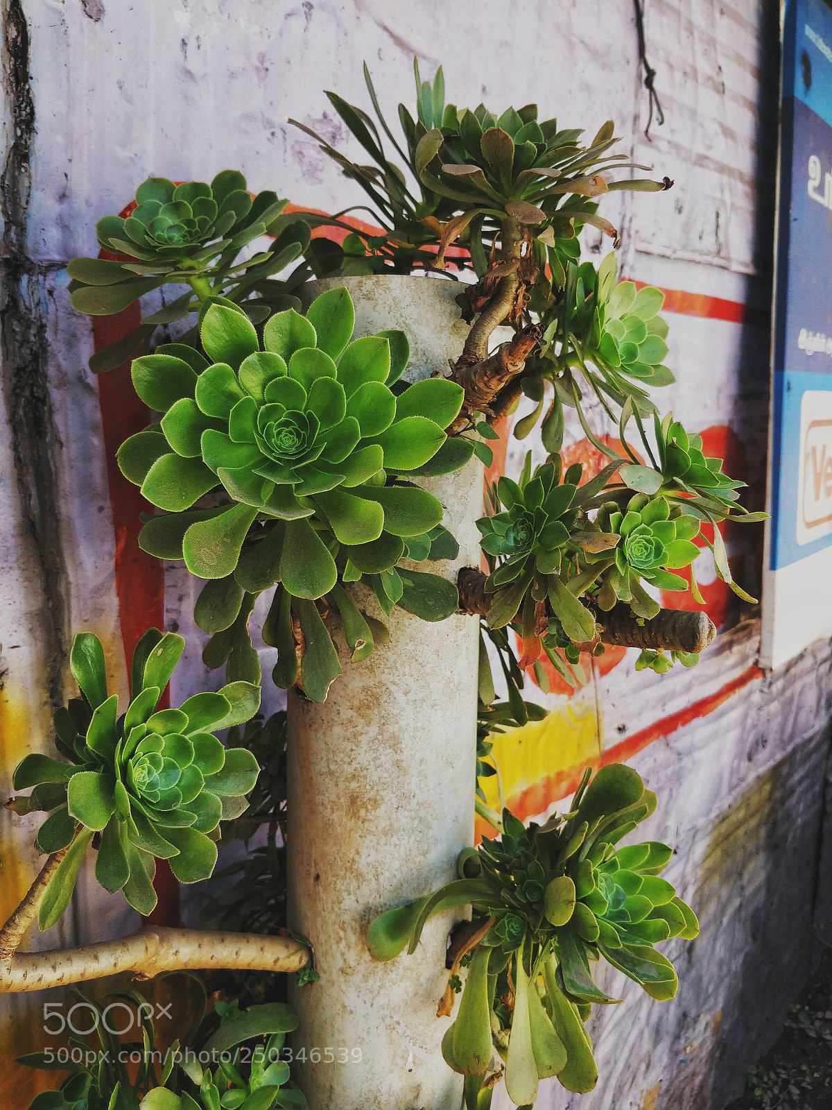 OnePlus 5T sample photo. Untitled photography