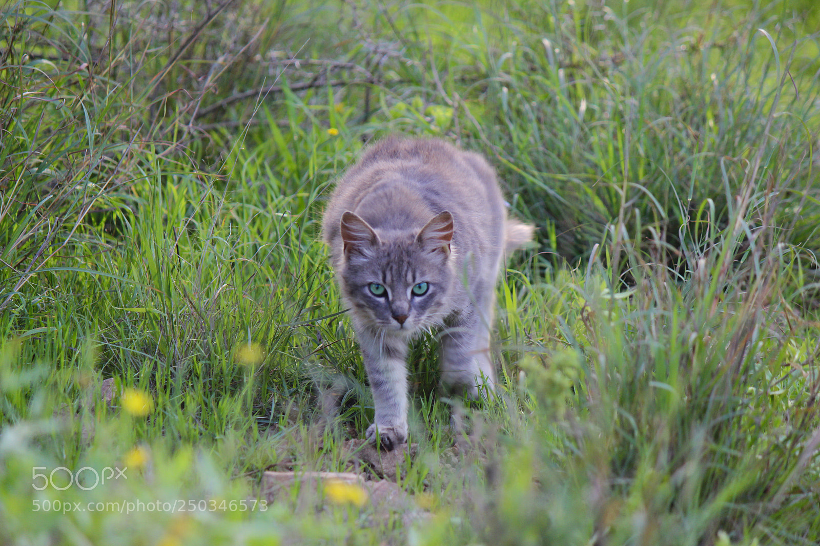 Canon EOS 600D (Rebel EOS T3i / EOS Kiss X5) sample photo. القطط في الطبيعة cats in nature photography