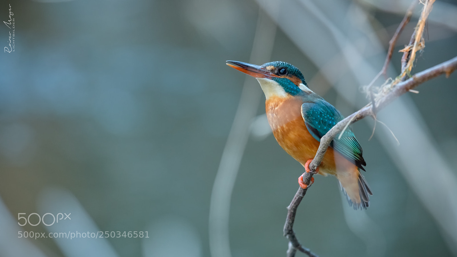 Nikon D500 sample photo. #165 - kingfisher photography