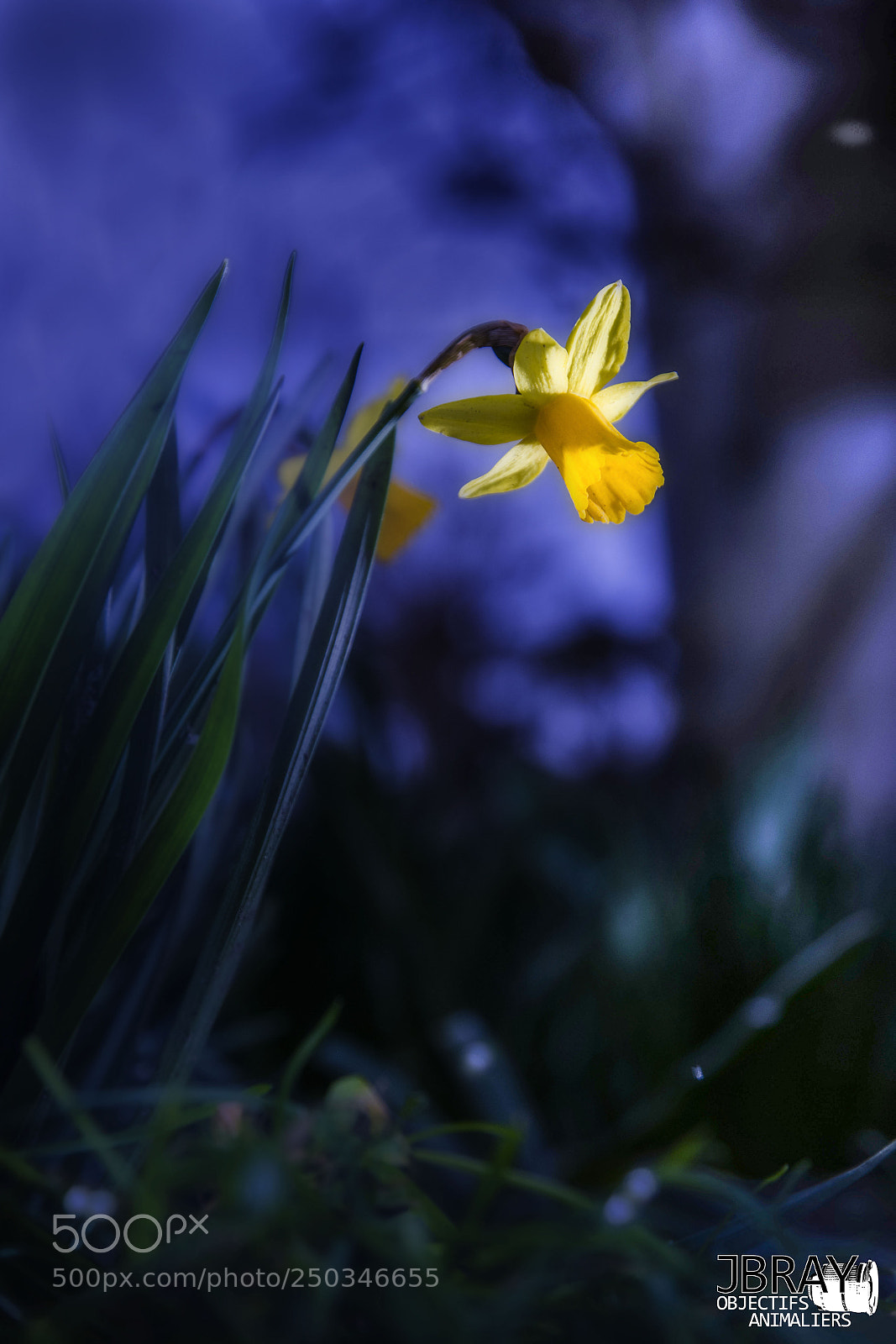 Nikon D7200 sample photo. Daffodils photography