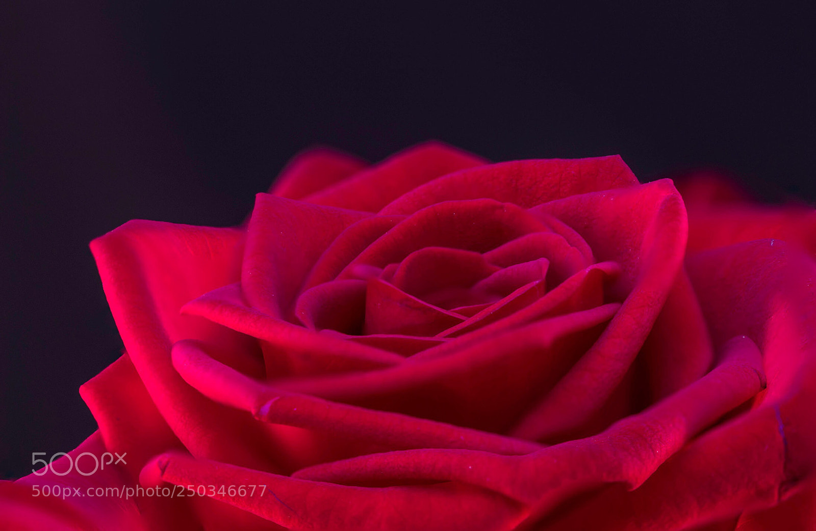 Canon EOS 1300D (EOS Rebel T6 / EOS Kiss X80) sample photo. Red rose photography