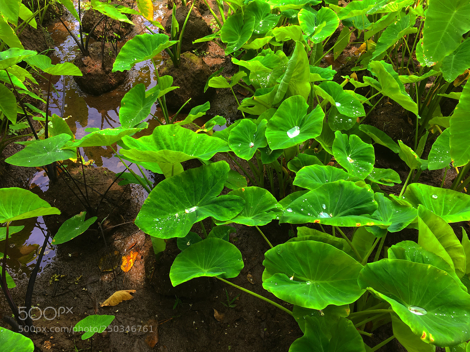 Apple iPhone 6s sample photo. Lo`i kalo photography