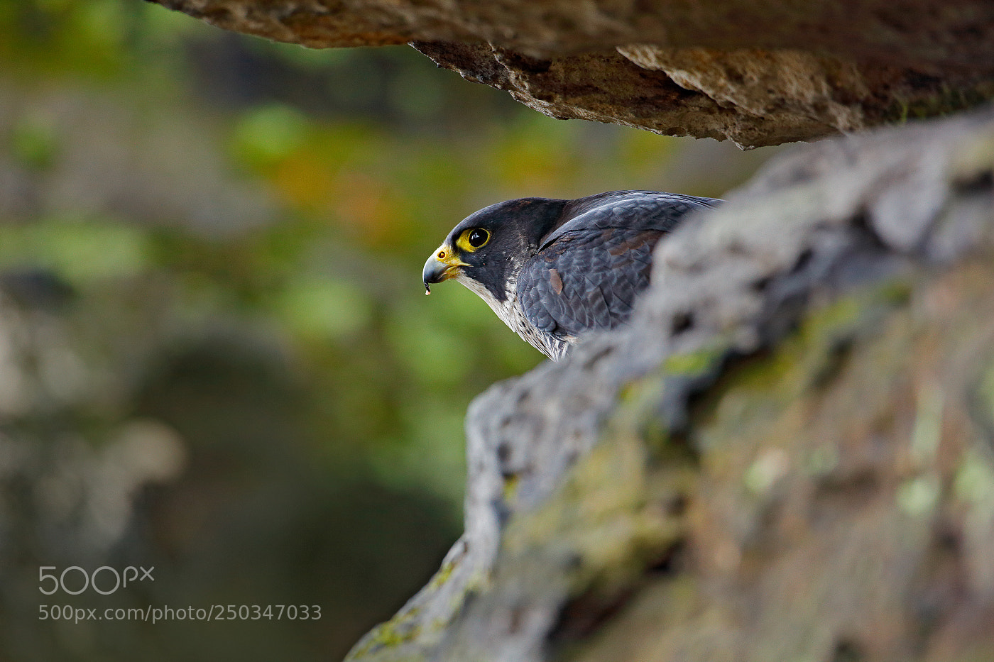 Canon EOS 5D Mark II sample photo. Peregrine falcon (falco peregrinus) photography