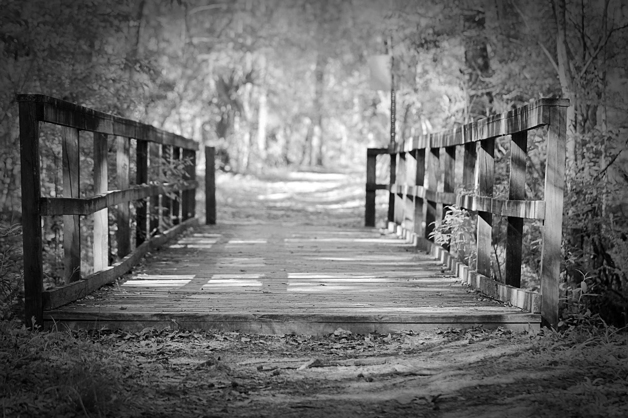 Canon EOS 1300D (EOS Rebel T6 / EOS Kiss X80) sample photo. Bridge photography