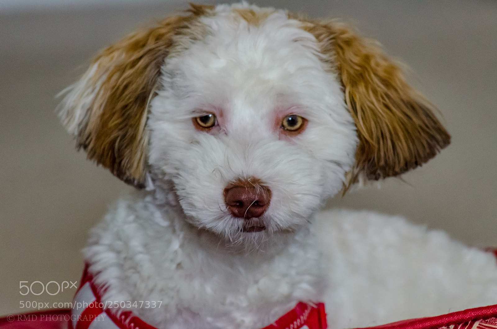 Nikon D7000 sample photo. Curious cooper photography