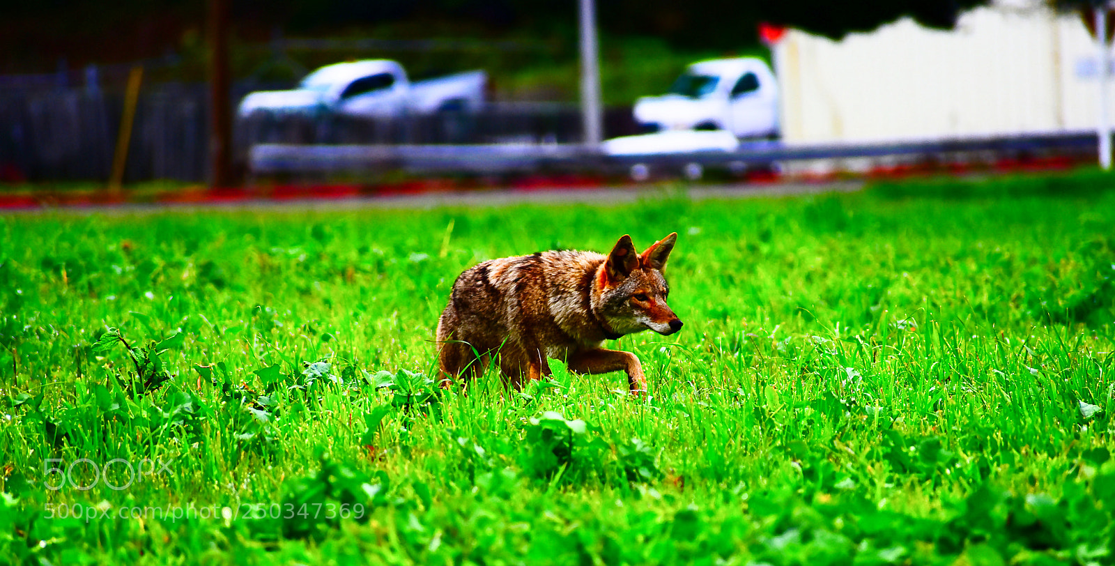 Nikon D3400 sample photo. Coyote photography