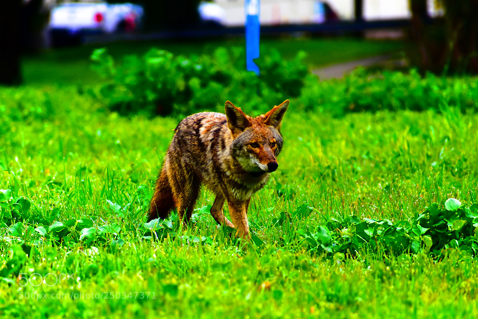Nikon D3400 sample photo. Coyote photography