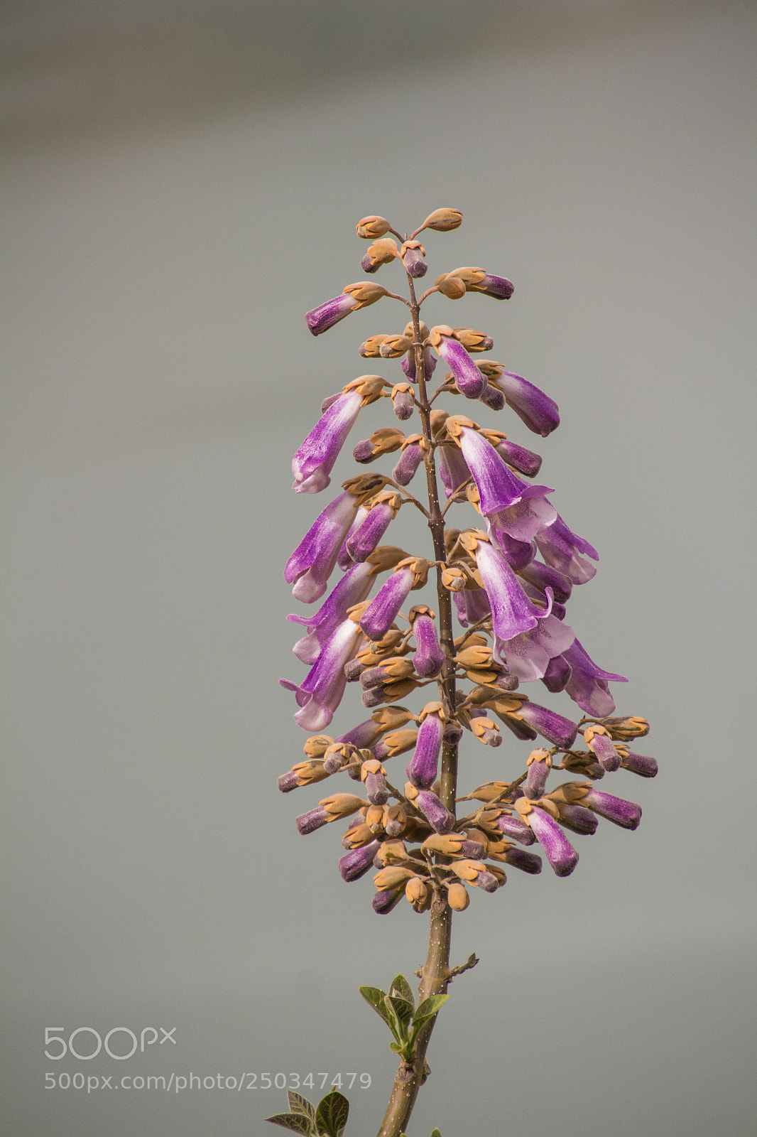 Canon EOS 700D (EOS Rebel T5i / EOS Kiss X7i) sample photo. Img photography