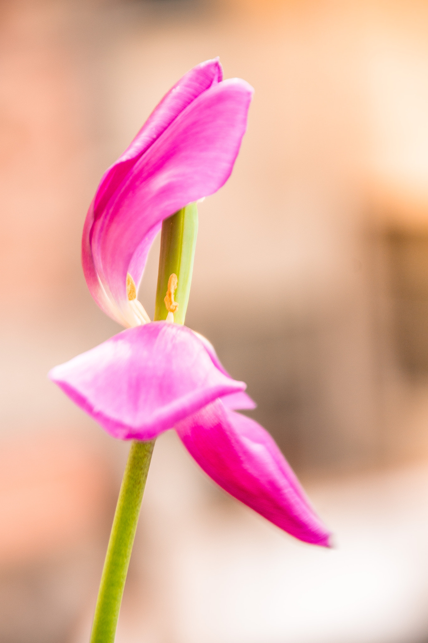 Sony Alpha DSLR-A550 sample photo. Belleza marchita photography