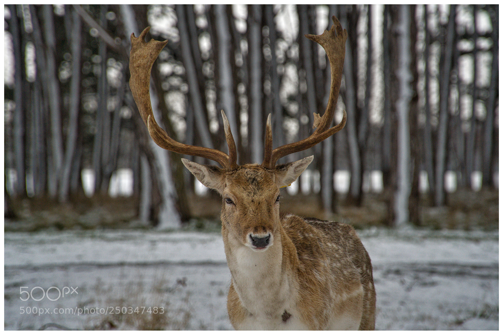 Sony a6500 sample photo. The unwelcoming beautiful deer photography