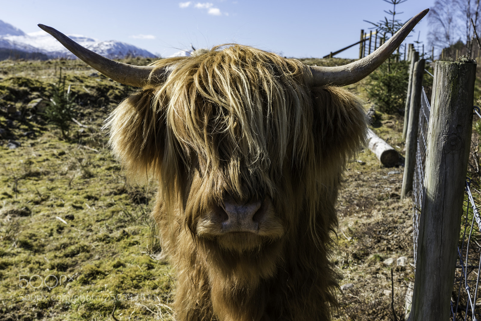 Nikon D810 sample photo. Highland cow photography