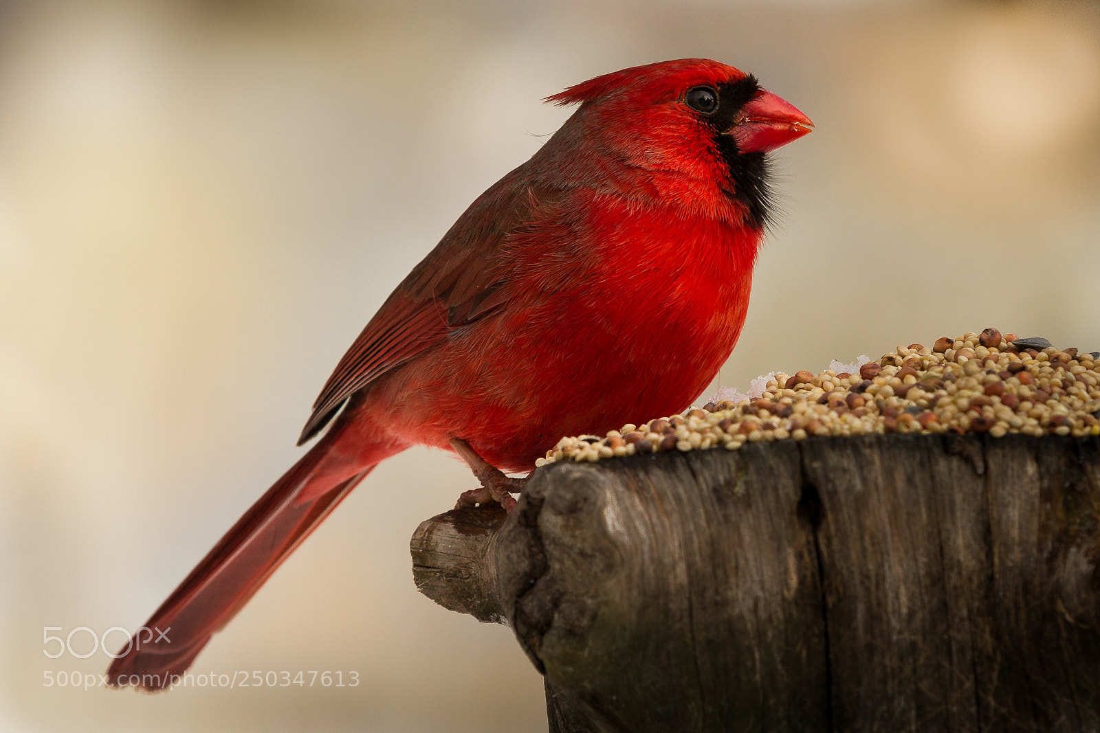 Canon EOS 7D sample photo. Morning cardinal photography