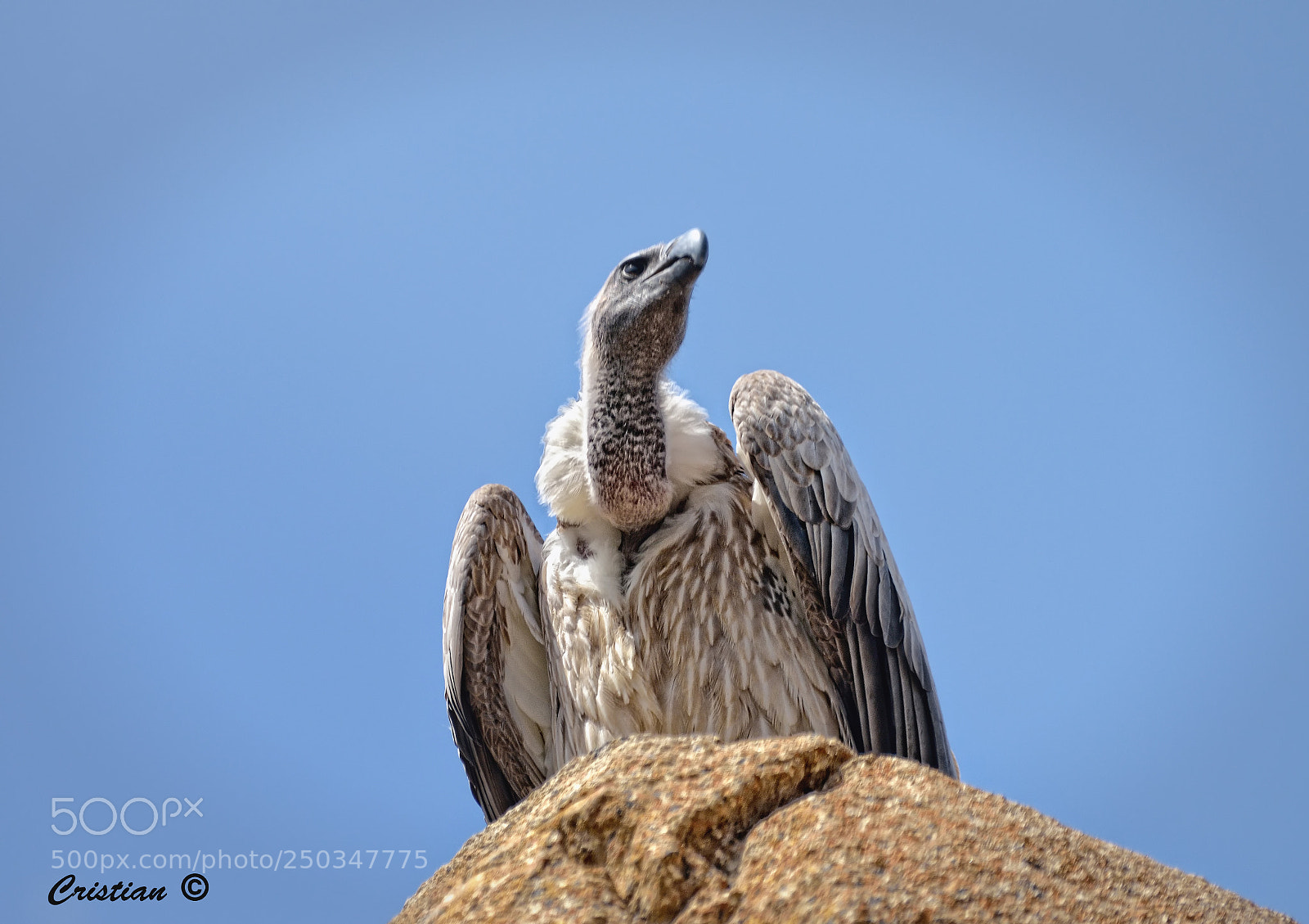 Nikon D3200 sample photo. Bioparc photography