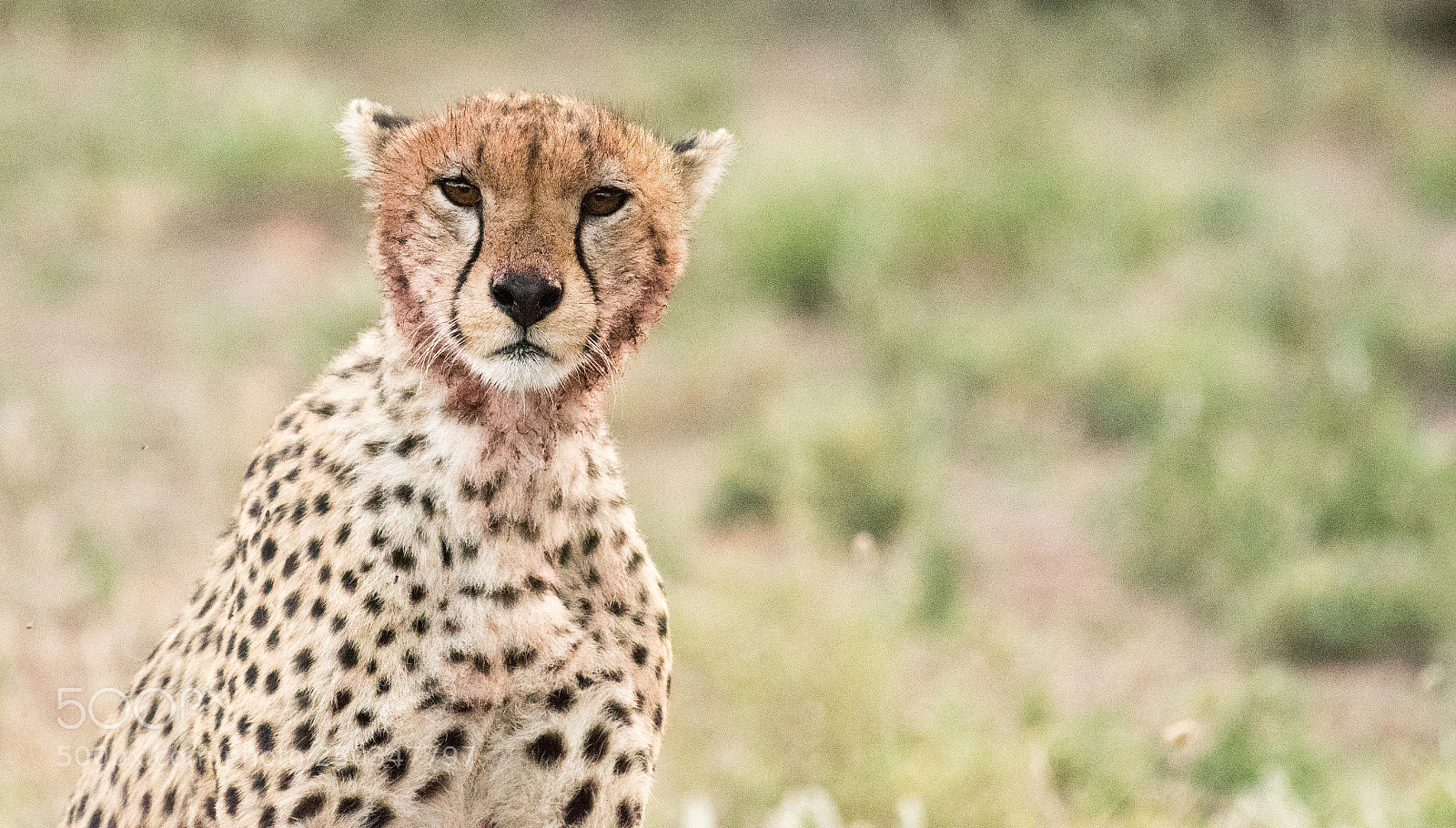 Nikon D750 sample photo. Cheetah photography