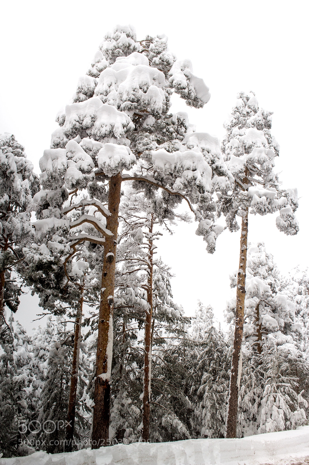 Canon EOS 100D (EOS Rebel SL1 / EOS Kiss X7) sample photo. Valsain pines photography
