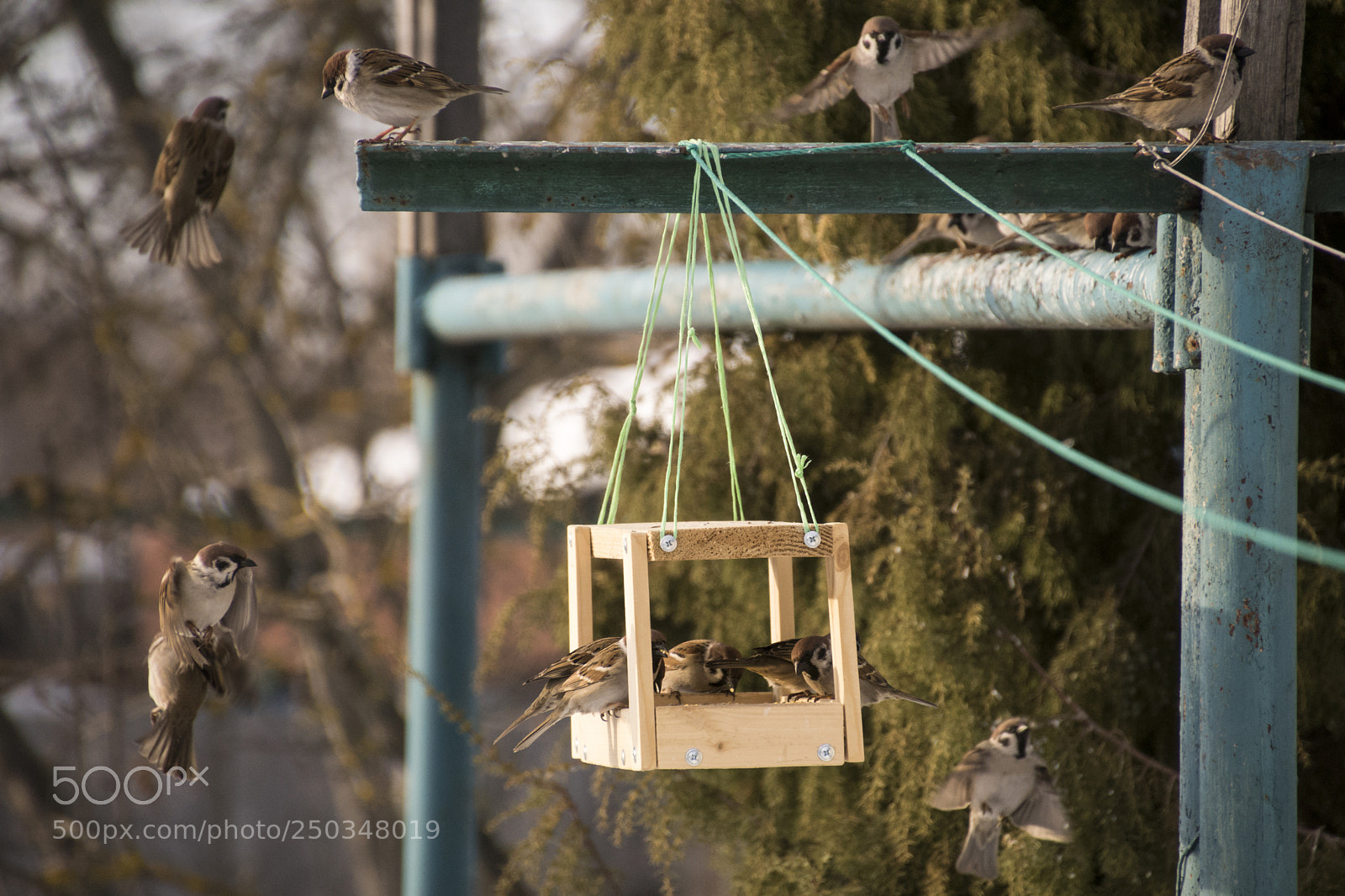 Sony ILCA-77M2 sample photo. Sparrows photography