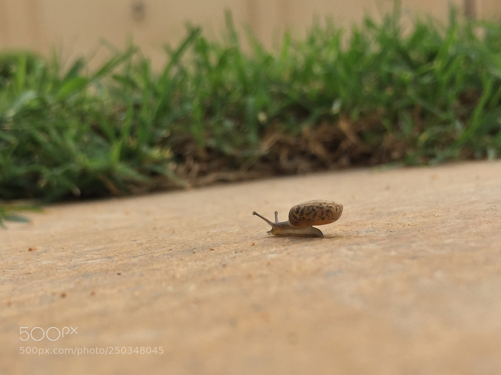 Apple iPhone 6 sample photo. Untitled photography