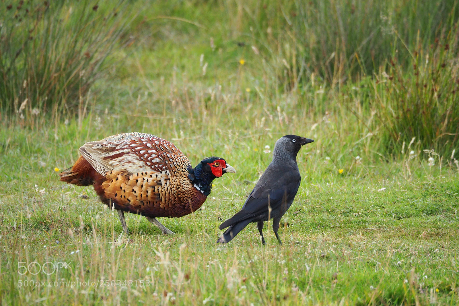 Olympus OM-D E-M10 II sample photo. Der fasan und die photography