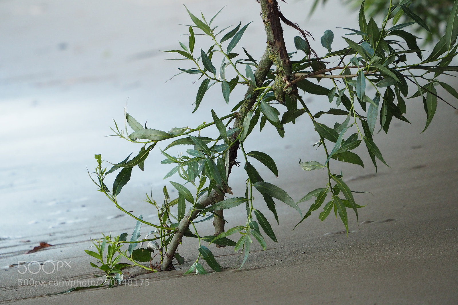 Olympus OM-D E-M10 II sample photo. Weserstrand ii photography