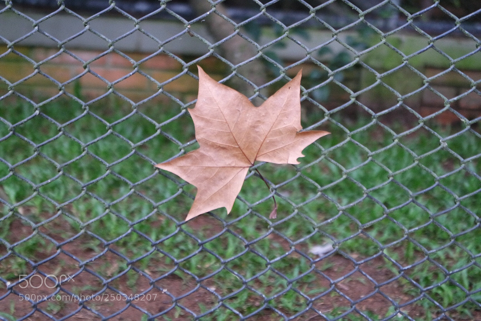 Samsung NX3000 sample photo. Autumn leave photography