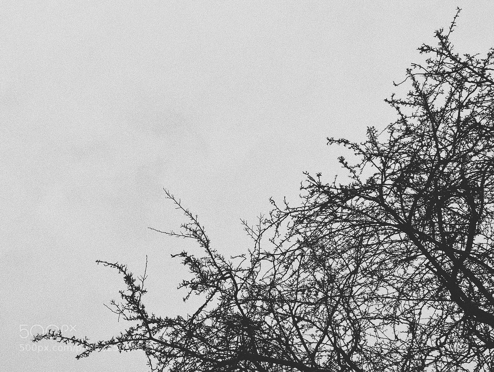 Apple iPhone 8 Plus sample photo. Sticks photography