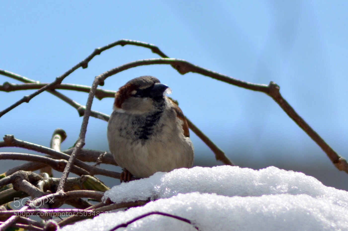 Nikon D5200 sample photo. Snow bird photography