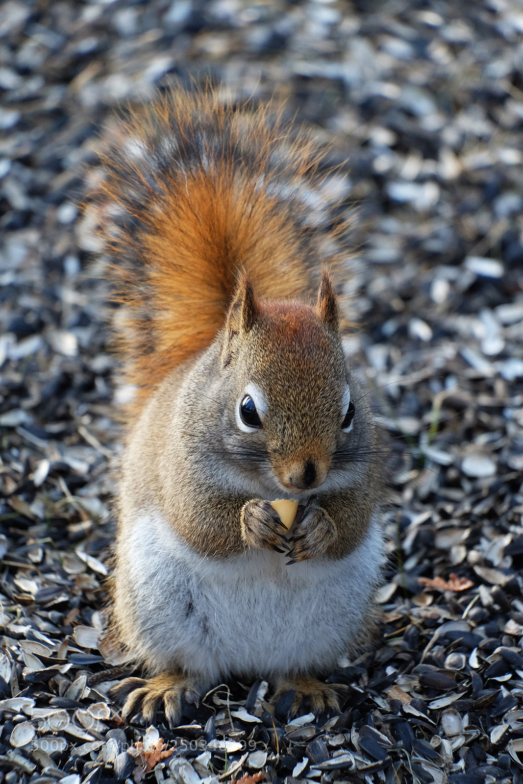 Fujifilm X-T10 sample photo. Red squirrel  photography