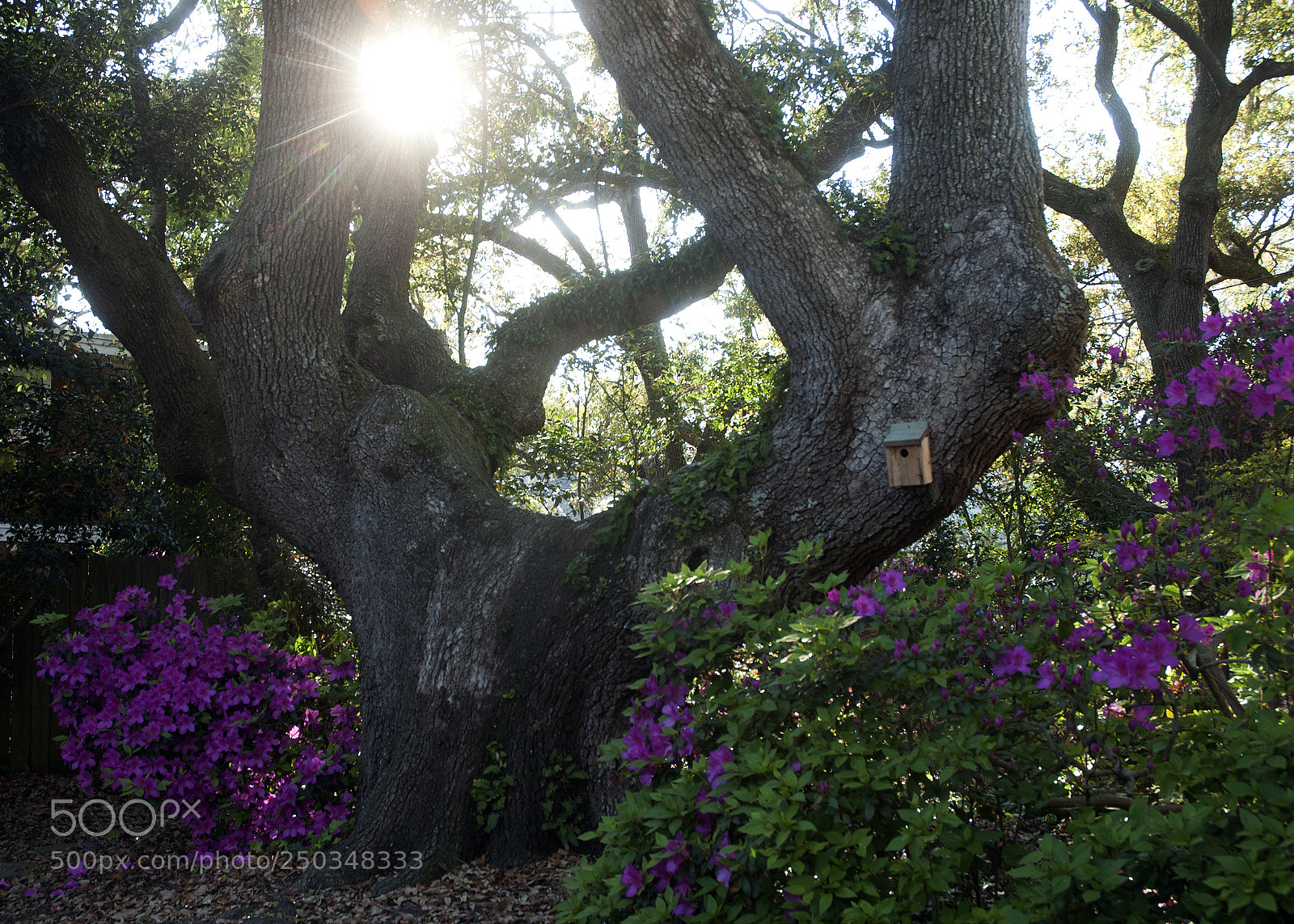 Nikon D90 sample photo. Spring blooms photography