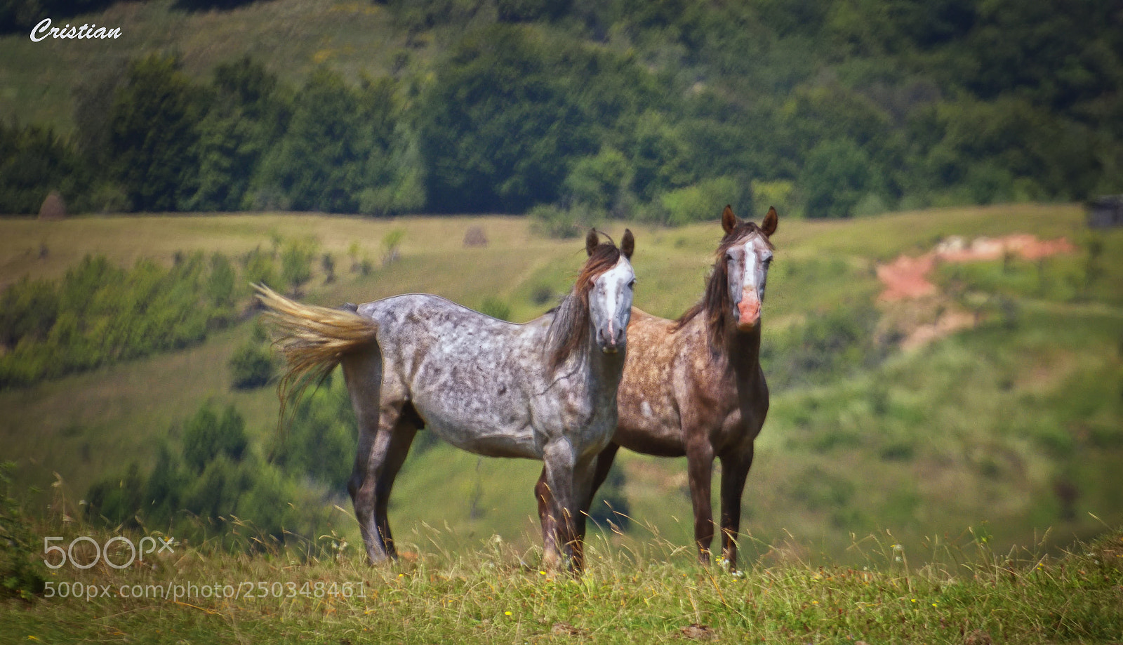 Nikon D3200 sample photo. Caballos photography