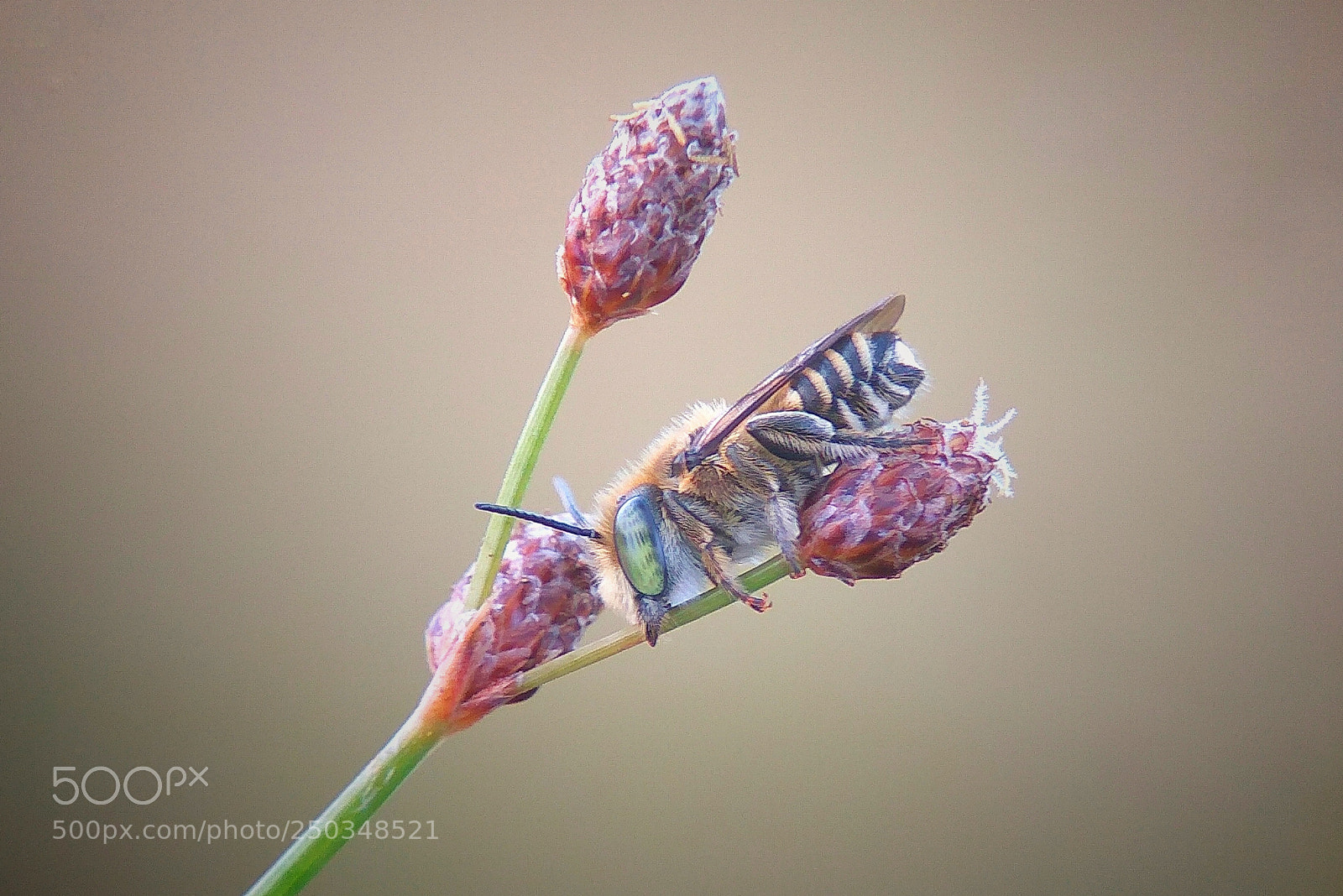 Xiaomi Redmi Note3 sample photo. Bee photography