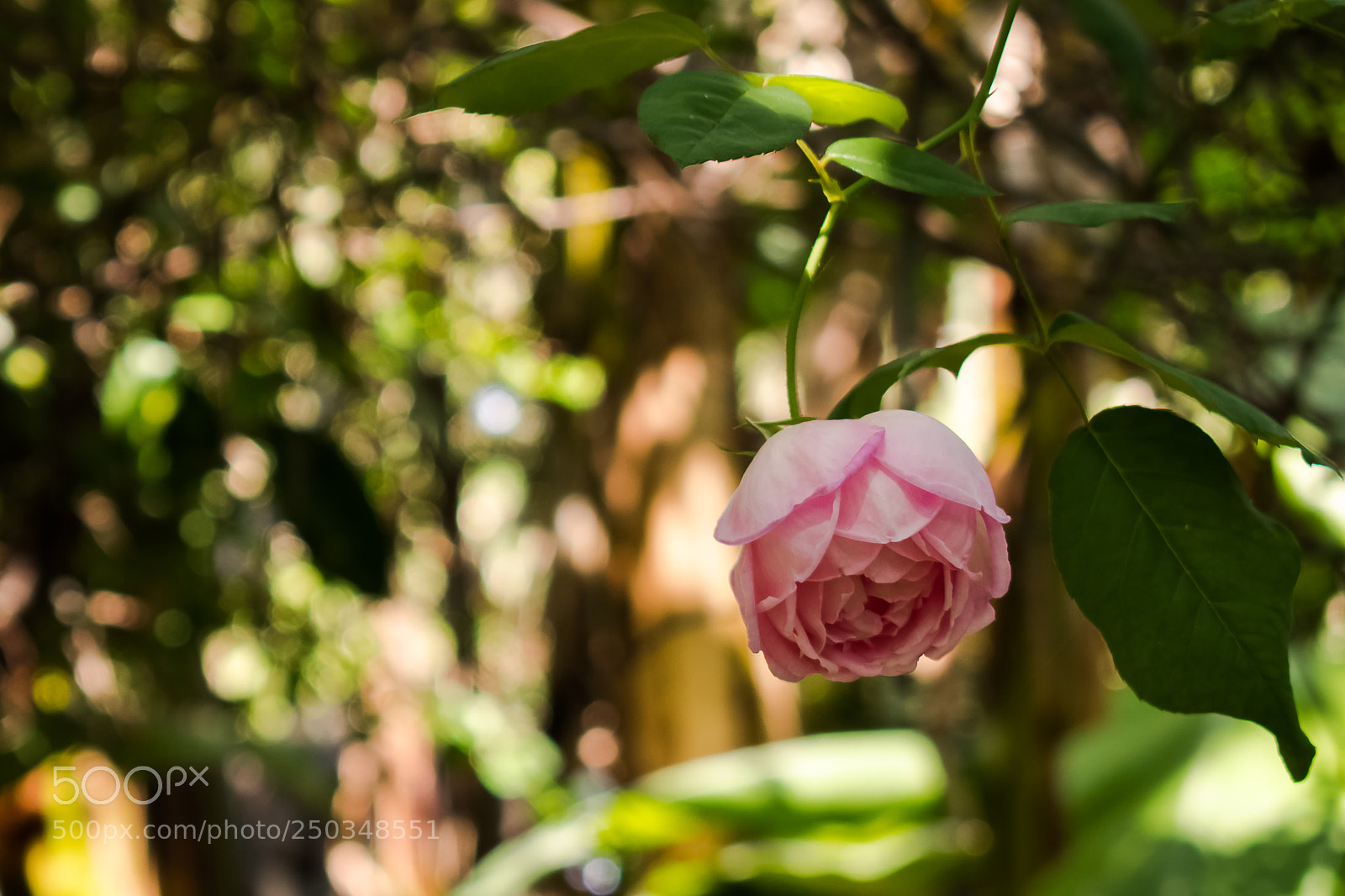 Nikon D5500 sample photo. Rose in the big photography