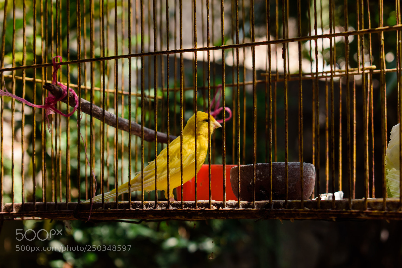 Nikon D5500 sample photo. Bird in cage. photography
