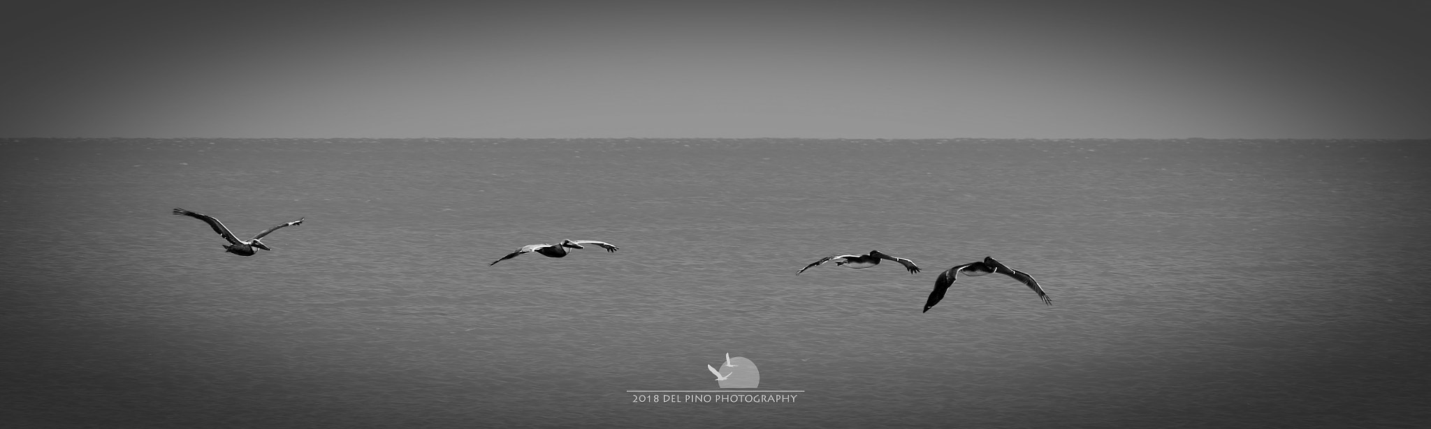 Canon EOS 1300D (EOS Rebel T6 / EOS Kiss X80) + Canon EF 70-200mm F2.8L IS II USM sample photo. Pelicans flight by photography