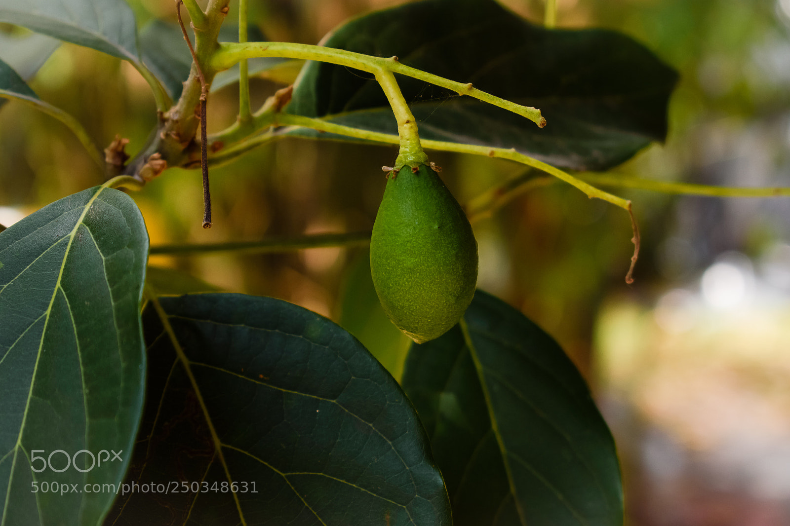 Nikon D5500 sample photo. Little lemon photography