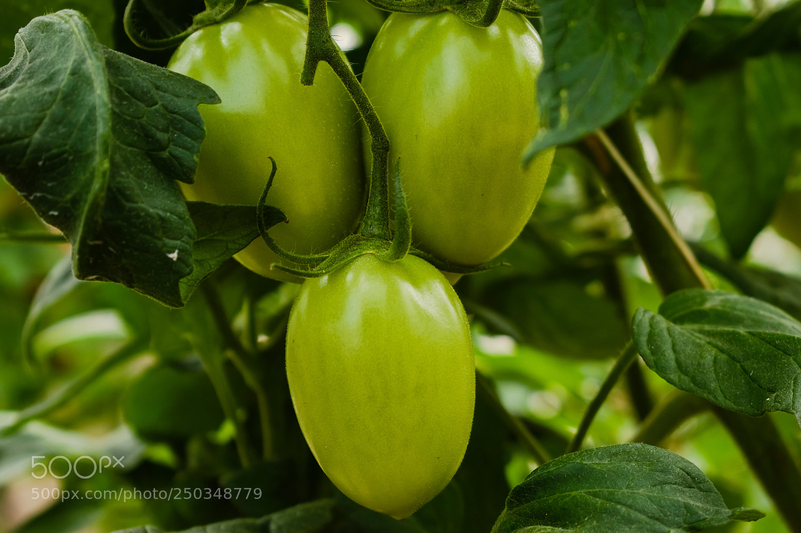 Nikon D5500 sample photo. Tomatoes photography
