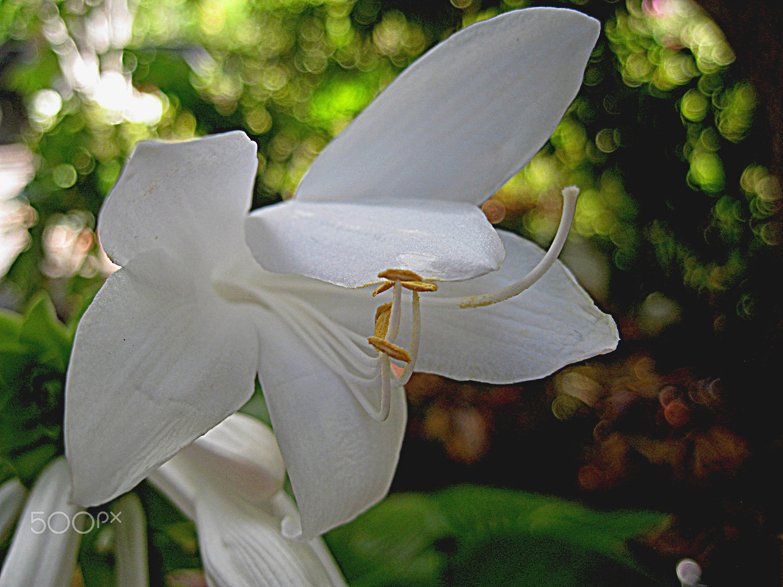 Canon DIGITAL IXUS 960 IS sample photo. Hosta grandiflora photography